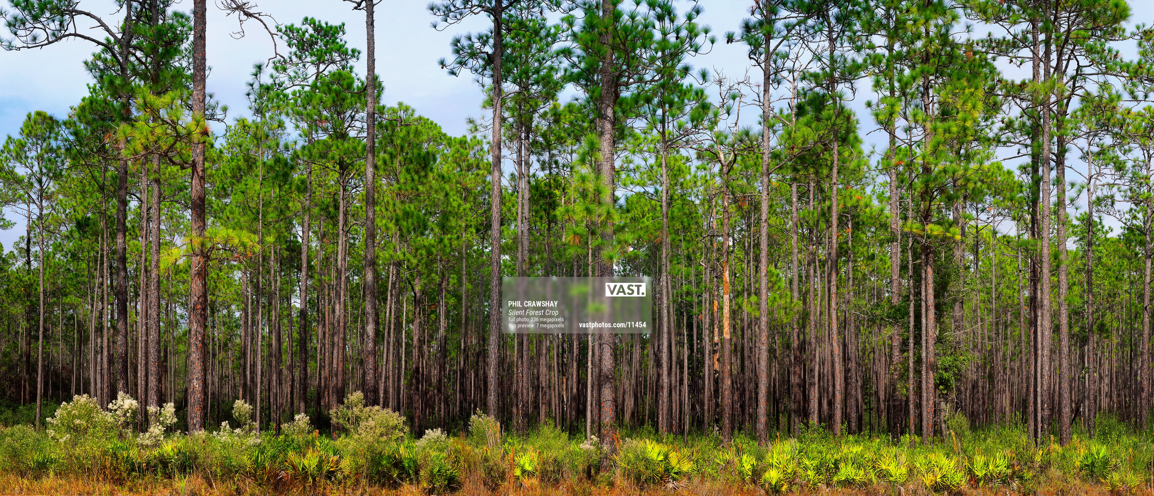 Photos of Florida pine tree forests - VAST