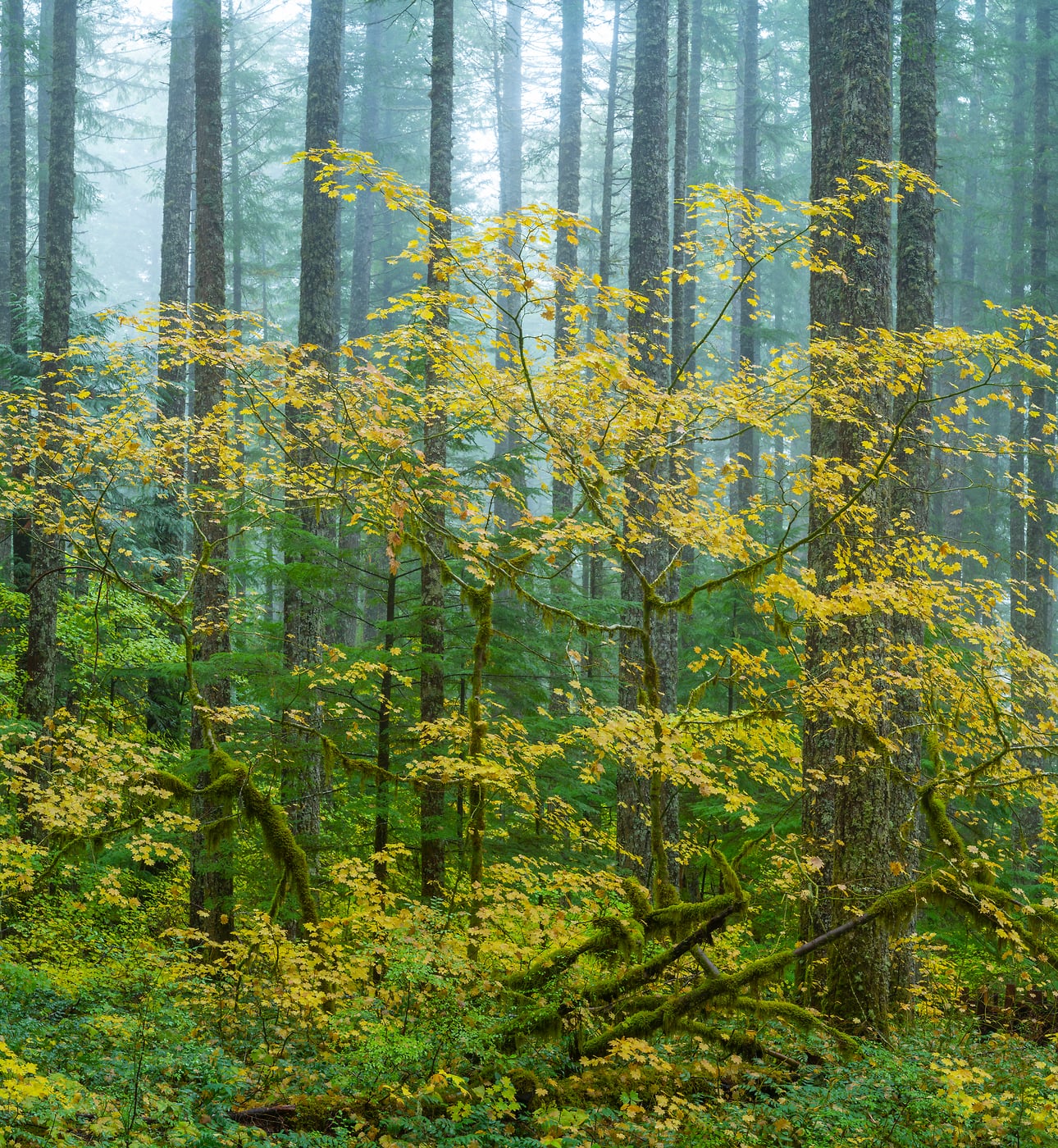176 megapixels! A very high resolution, large-format VAST photo print of maple trees and fir trees in a forest; nature photograph created by Greg Probst in Gifford Pinchot National Forest, Washington.