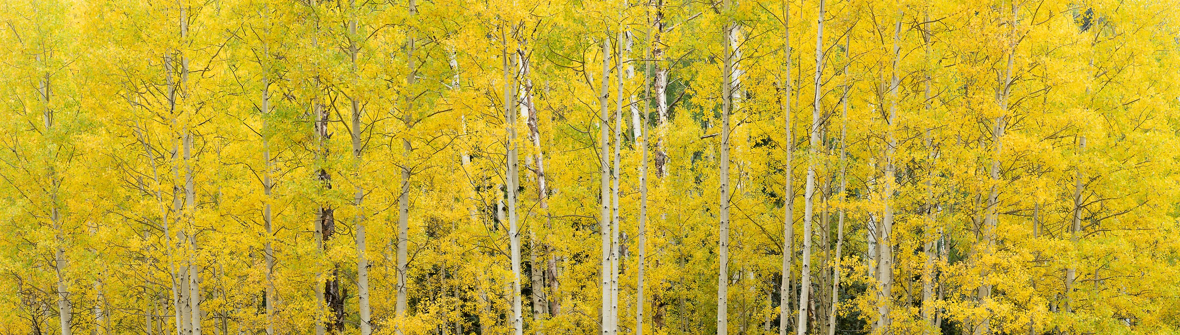 332 megapixels! A very high resolution, large-format VAST photo print of yellow aspen trees; photograph created by Greg Probst in San Juan National Forest, Colorado.