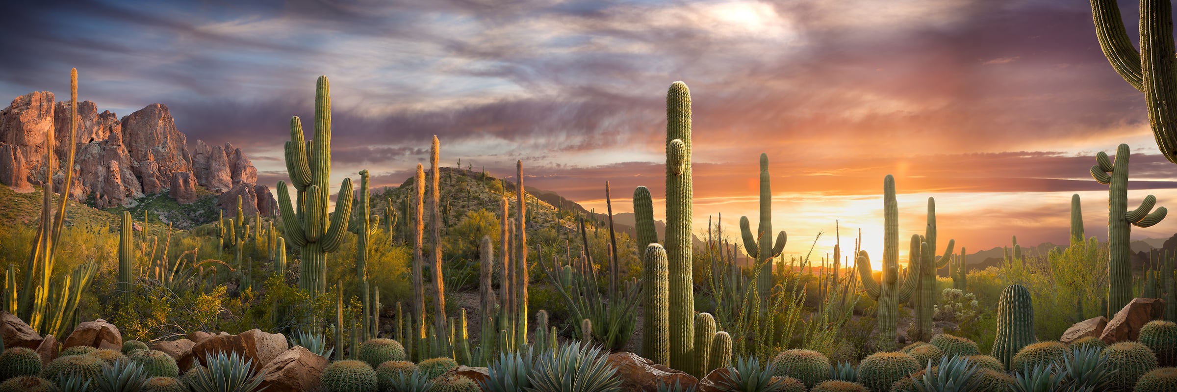 432 megapixels! A very high resolution, panorama photo of a desert landscape at sunset with cacti and succulent plants; photograph created by Nick Pedersen in the Superstition Mountains in Arizona.