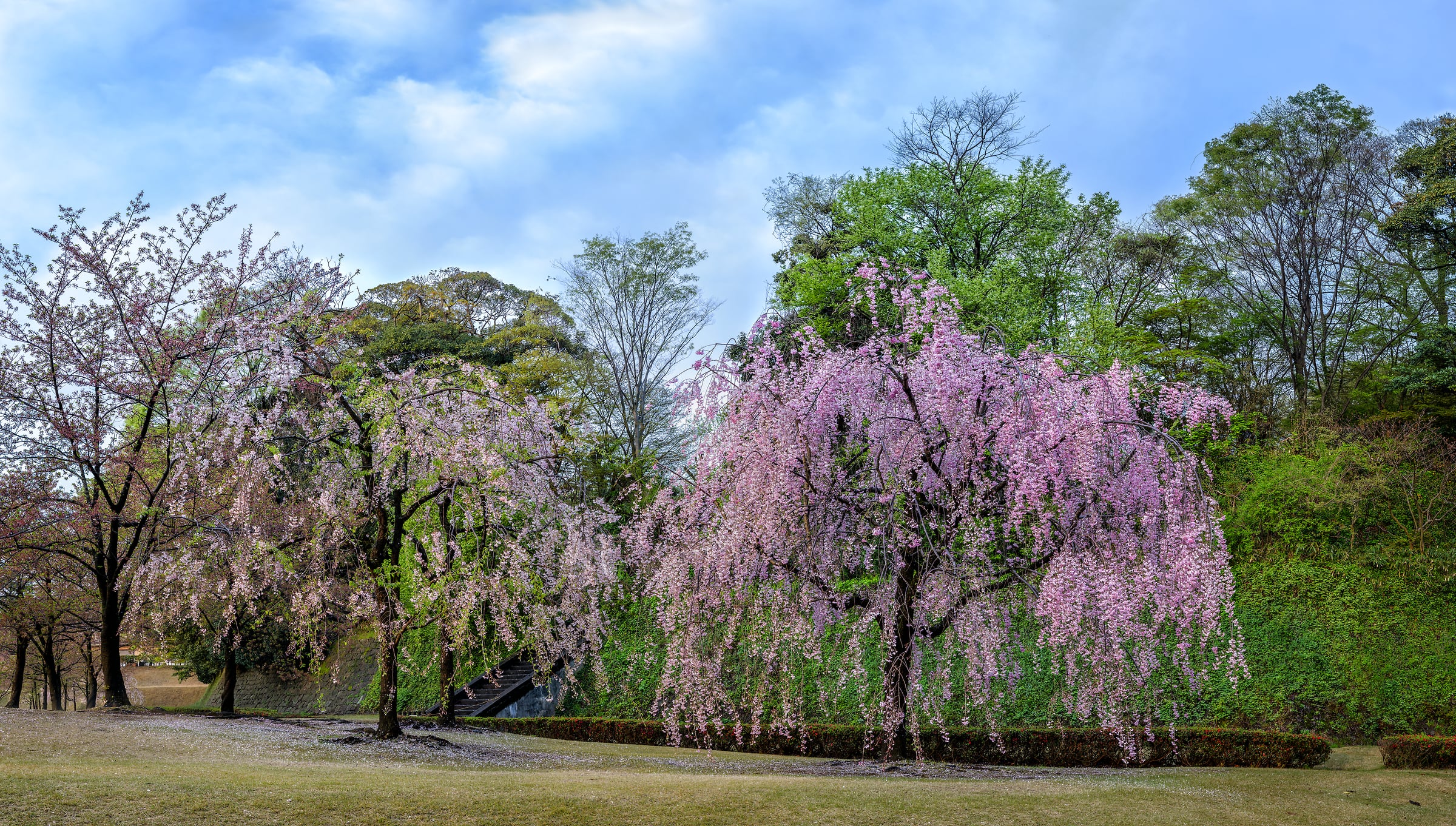 827 megapixels! A very high resolution, large-format VAST photo print of sakura, also known as cherry blossoms in a park; nature photograph created by Scott Dimond at Kanazawa Castle in Kanazawa, Ishikawa, Japan.