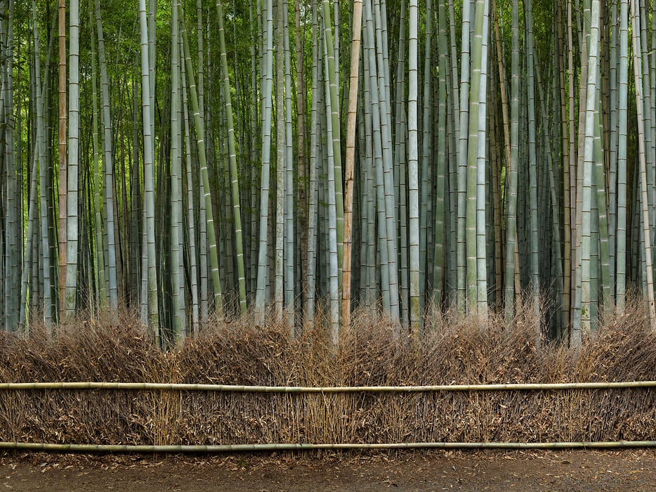 Bambooページ Tortoise Green Bamboo Wall Paneling 4' x 8' - Ships Free