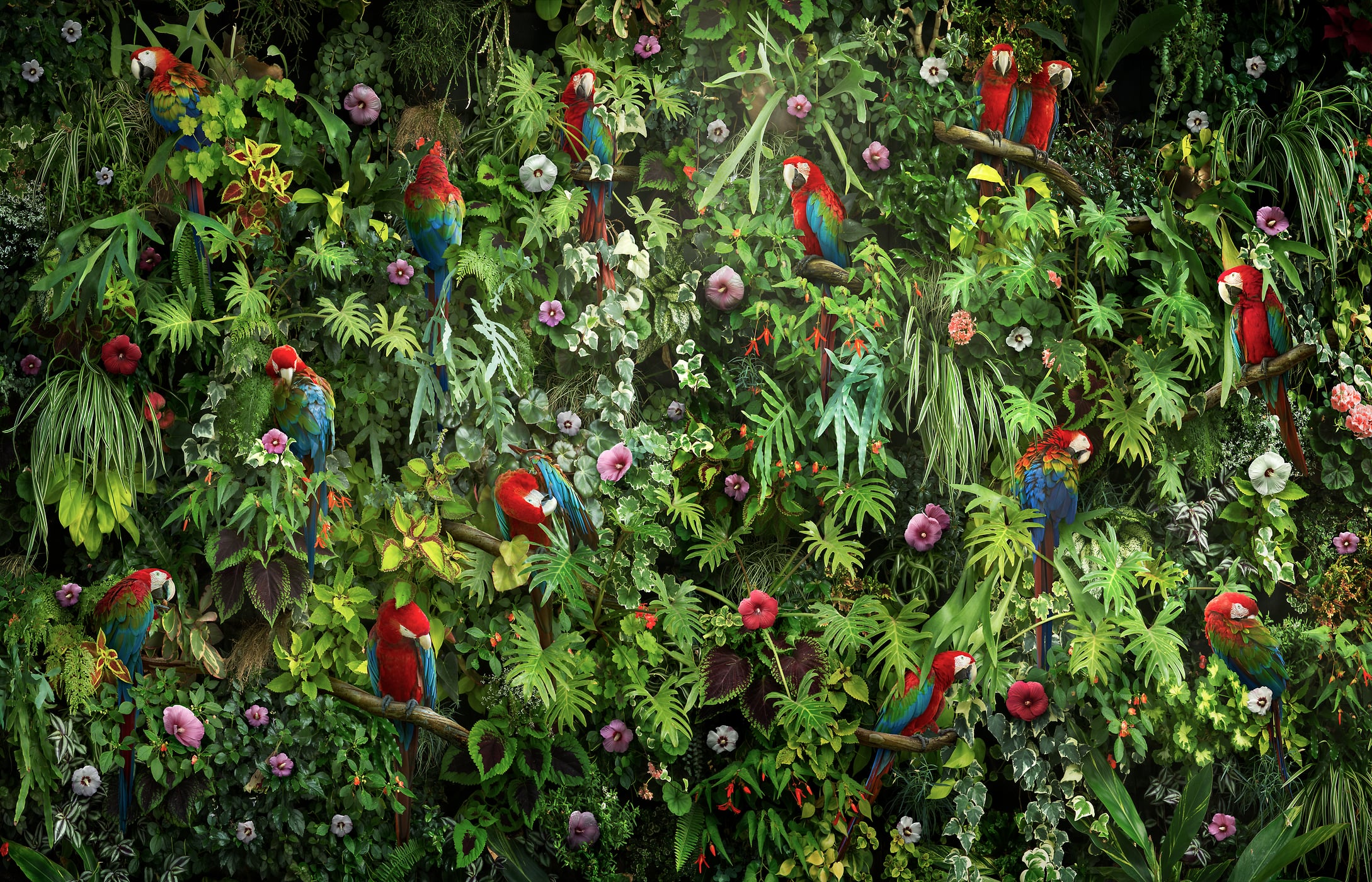 350 megapixels! A very high resolution, large-format nature photo wall art with plants, flowers, and birds; photograph created by Nick Pedersen.