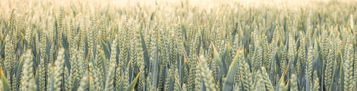 231 megapixels! A very high resolution, close-up photo print of a wheat field; farming photograph created by Assaf Frank in Bradfield Village, Berkshire, United Kingdom.