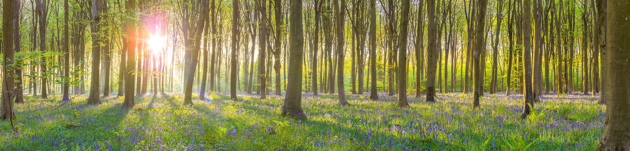 241 megapixels! A very high resolution, panorama photo of sunrise in a forest with bluebell flowers on the forest floor; nature photograph created by Assaf Frank in Micheldever Forest, Winchester, United Kingdom.
