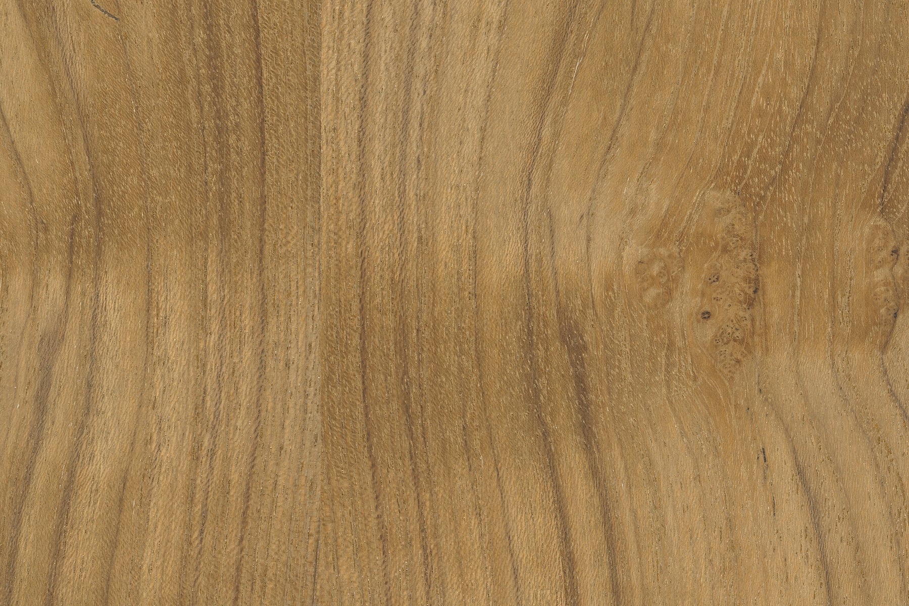 Rare Teak Natural Wood: Ultra-high-resolution texture photo