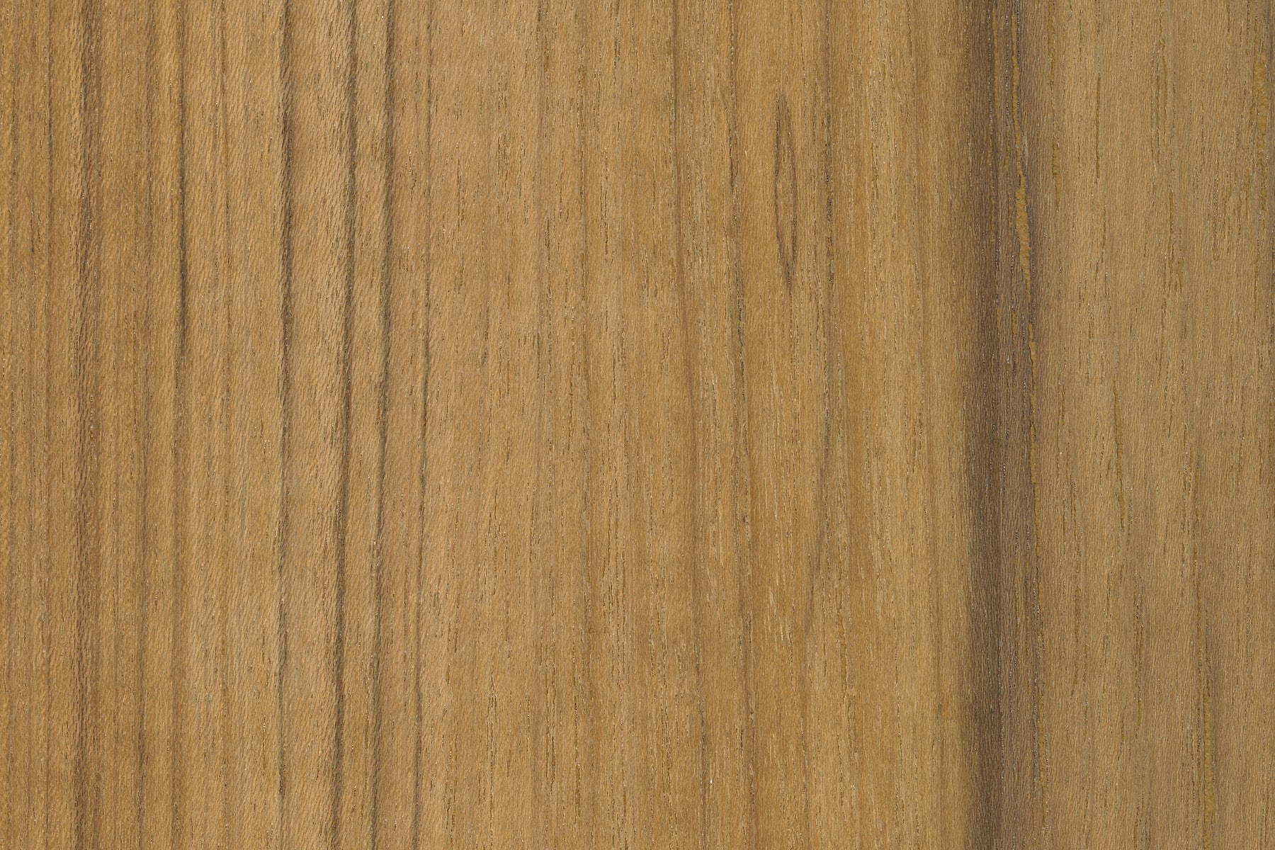 Rare Teak Natural Wood: Ultra-high-resolution texture photo