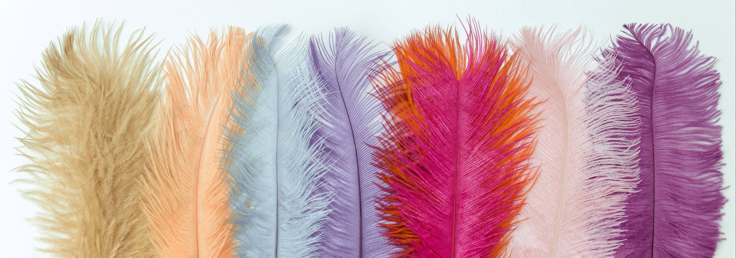925 megapixels! A very high resolution, large-format VAST photo print of pastel-colored feathers on a white background; macro photograph created by Assaf Frank.