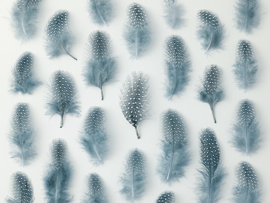 Patterns of feathers - Ultra high resolution photos by VAST
