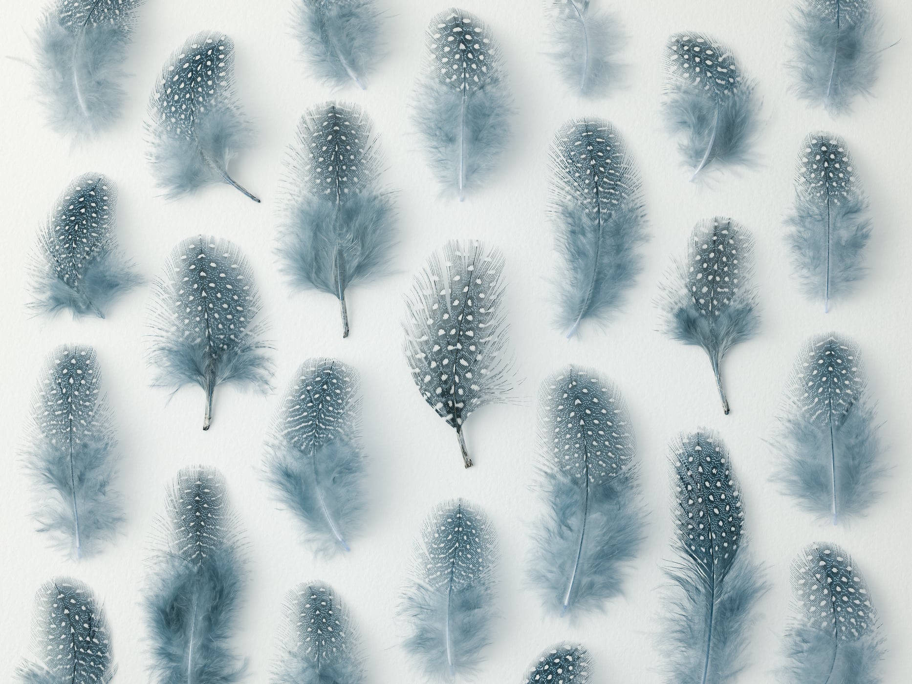 407 megapixels! A very high resolution, large-format VAST photo print of a pattern of teal-colored feathers; macro photograph created by Assaf Frank.