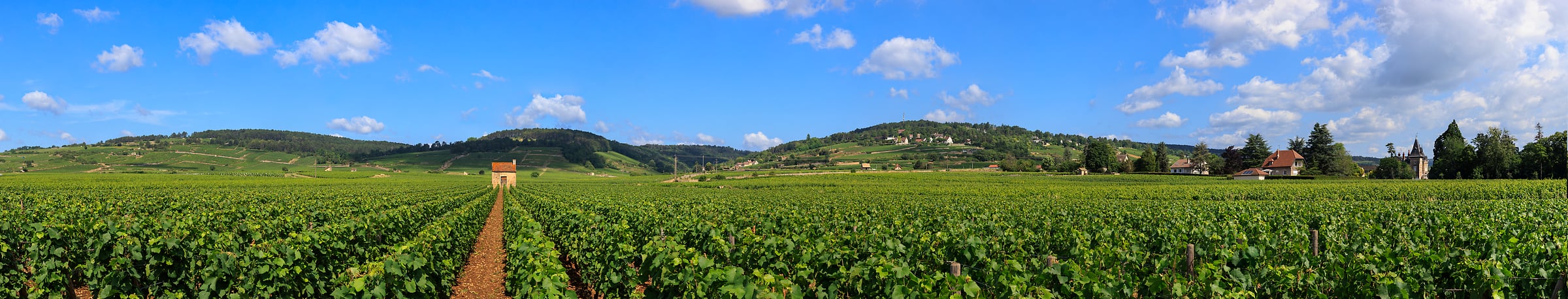 1,684 megapixels! A very high resolution, large-format panorama photo print of a vineyard in France; photograph created by Scott Dimond in Belissand Beaune Premier Cru, Beaune, Côte-d'Or, France.