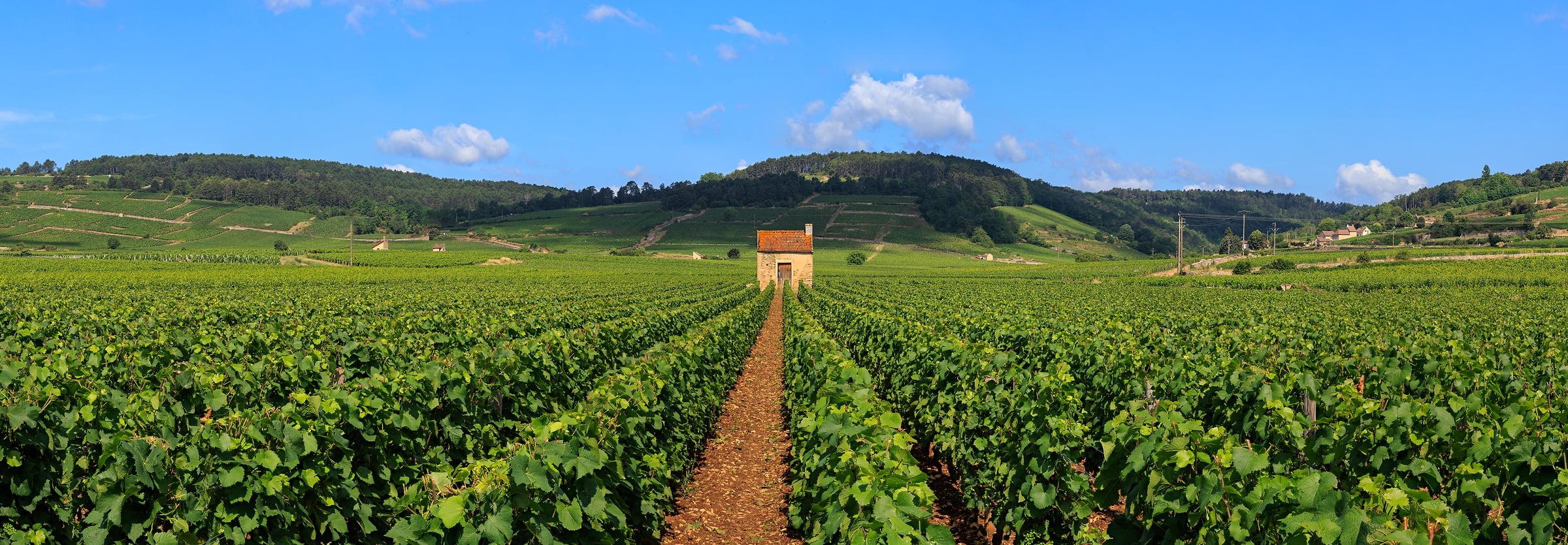 579 megapixels! A very high resolution, large-format VAST photo print of a vineyard in Burgundy, France; photograph created by Scott Dimond in Belissand Beaune Premier Cru, Beaune, Côte-d'Or, France.