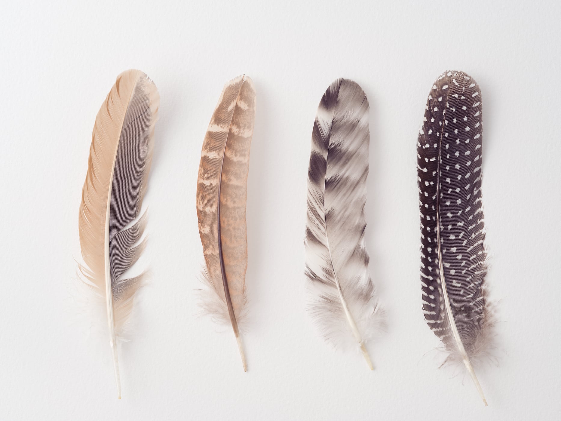 407 megapixels! A very high resolution, large-format fine art photo of feathers; still life photograph created by Assaf Frank.