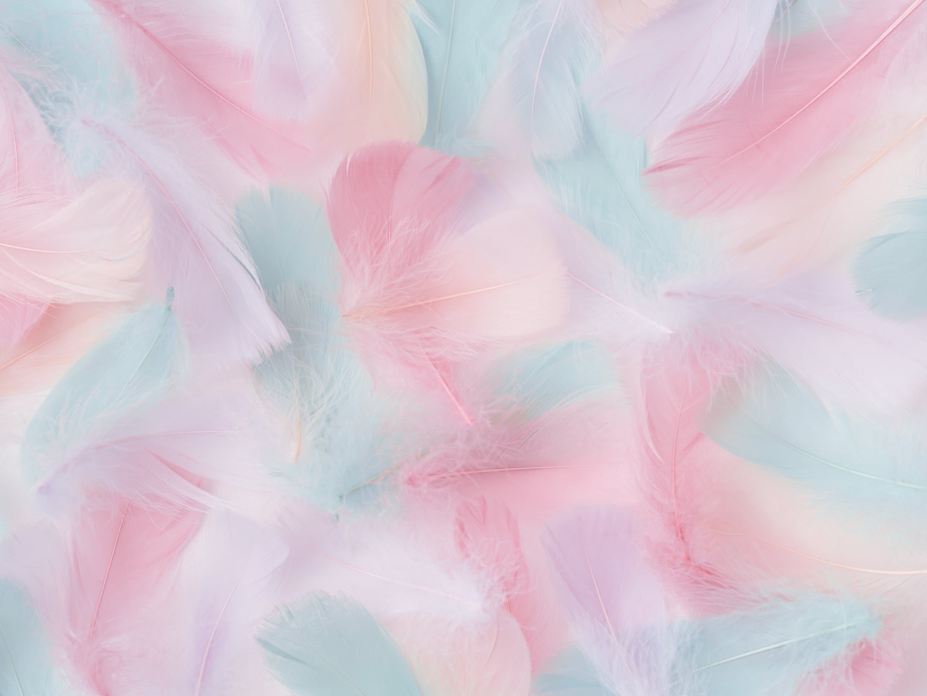 407 megapixels! A very high resolution, large-format VAST photo print of colorful feathers in pastel colors; still life photograph created by Assaf Frank.