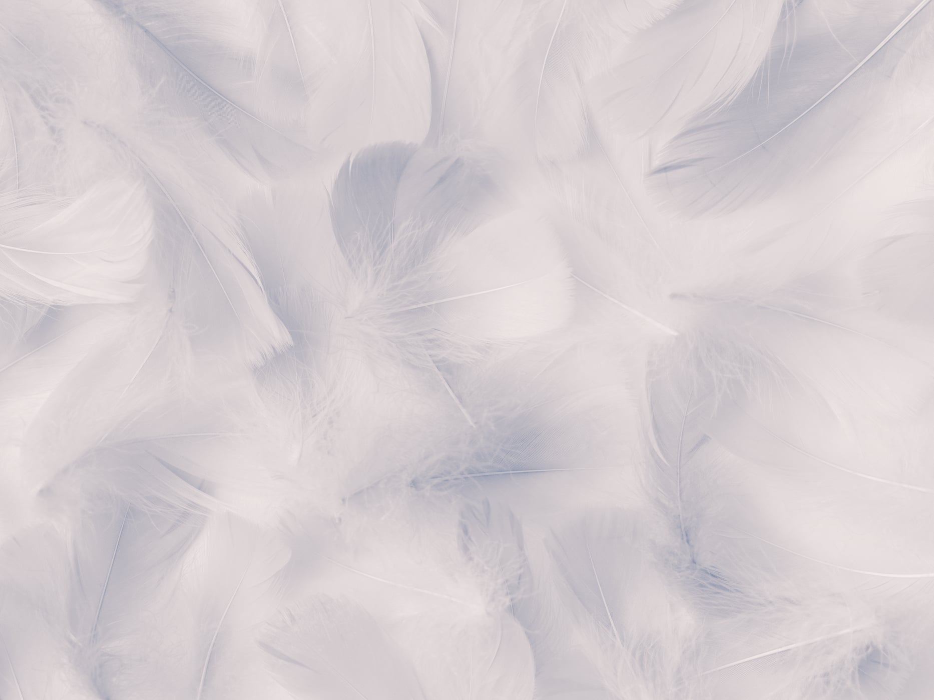 407 megapixels! A very high resolution, large-format VAST photo print of soft feathers; abstract photograph created by Assaf Frank.