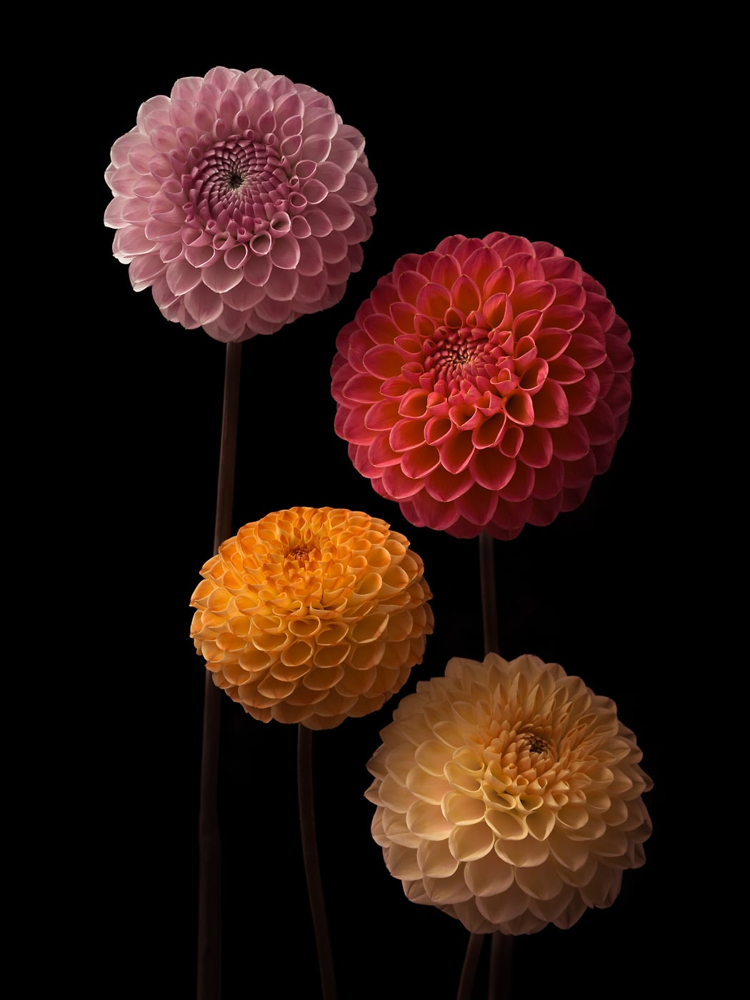 407 megapixels! A very high resolution, large-format VAST photo print of colorful Pompon dahlia flowers on a dark background; dark fine art flower photo created by Assaf Frank.