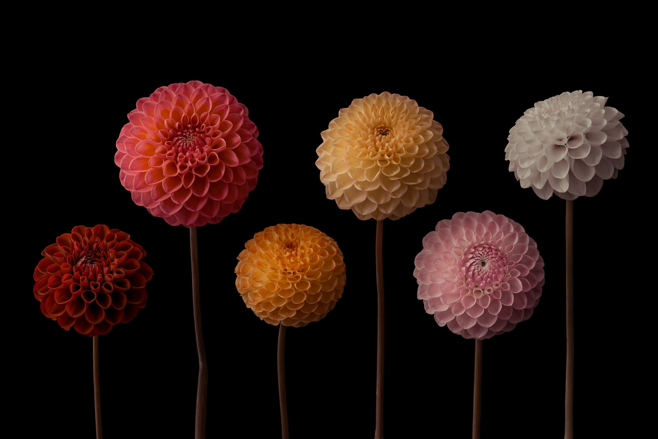 362 megapixels! A very high resolution, large-format VAST photo print of six colorful pompon dahlia flowers on a dark background; fine art flower photograph created by Assaf Frank.