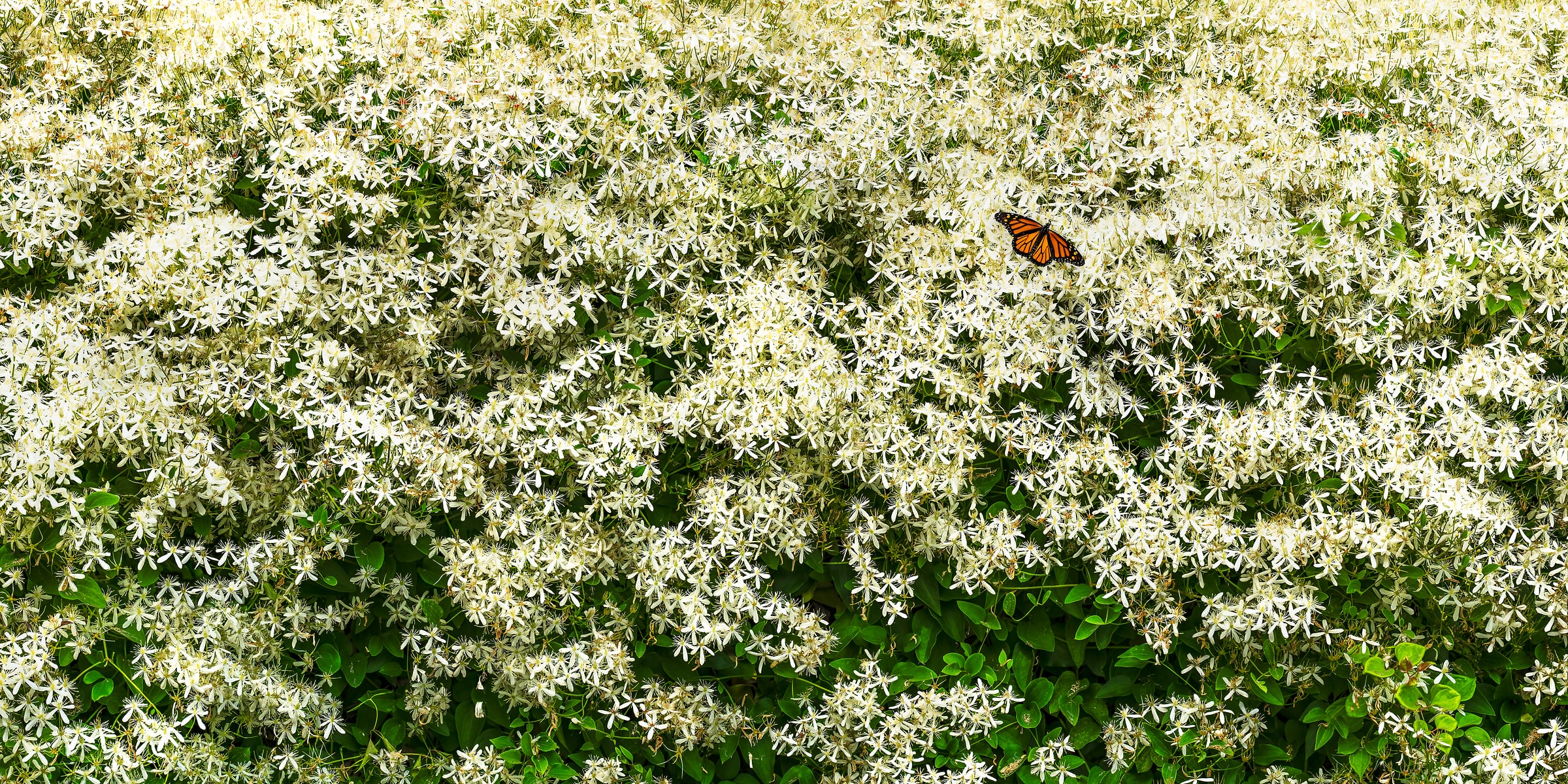 233 megapixels! A very high resolution, large-format VAST photo print of a monarch butterfly on white flowers; nature photograph created by David David.