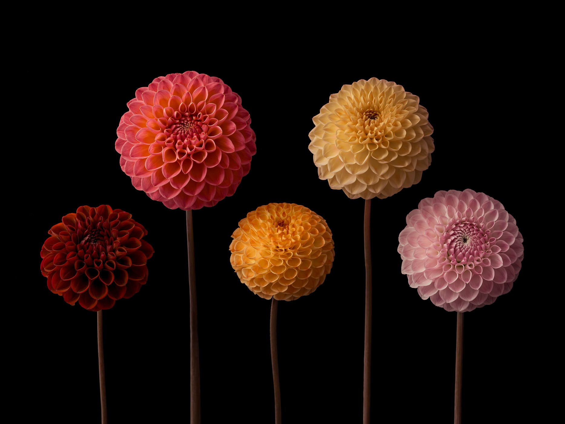 407 megapixels! A very high resolution, large-format VAST photo print of pompon flowers on a dark background; still life photograph created by Assaf Frank.