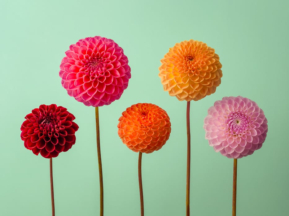 playful-flower-photo-1200x700.