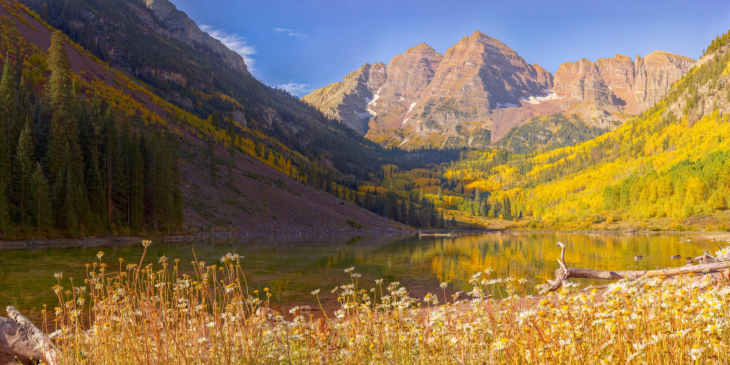 2,691 megapixels! A very high resolution, large-format VAST photo print of Maroon Lake with a mountain in the background and daises in the foreground; gigapixel landscape photograph created by John Freeman in Maroon Lake, Aspen, Colorado.