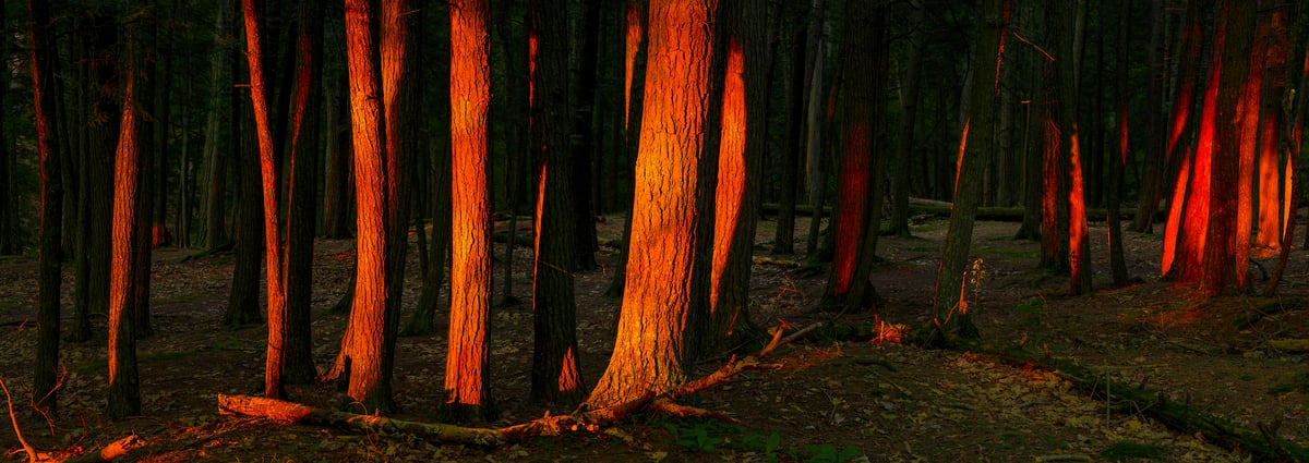 276 megapixels! A very high resolution, large-format VAST photo print of sun rays illuminating trees at sunset in a forest; nature photograph created by David David in Porcupine Mountains Wilderness State Park, Michigan.