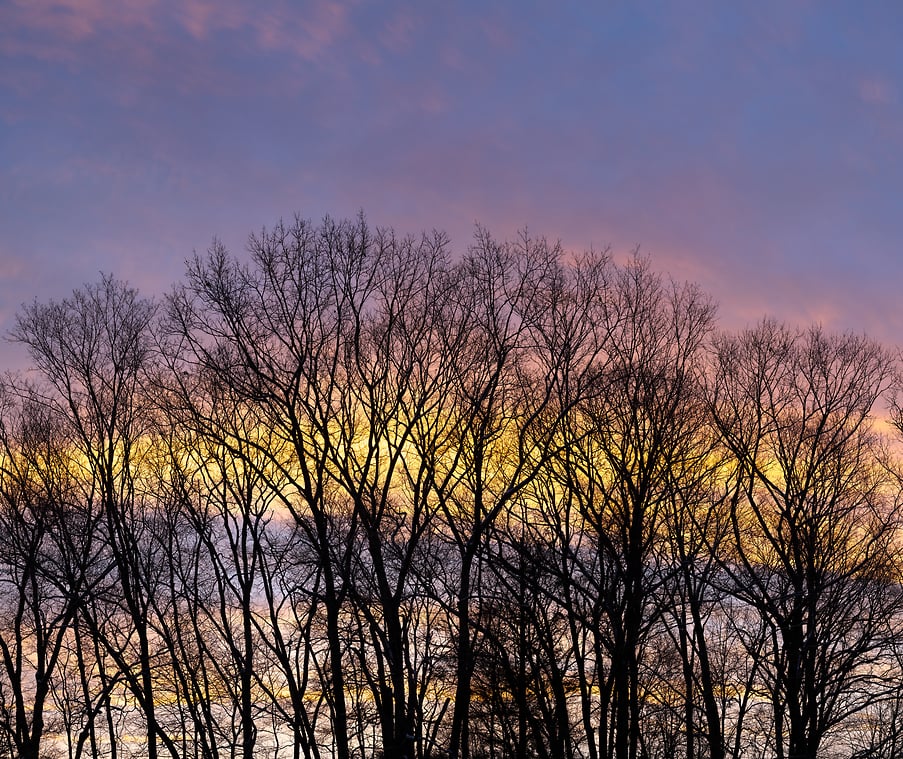 Silhouette of trees at sunrise - High res photo by VAST