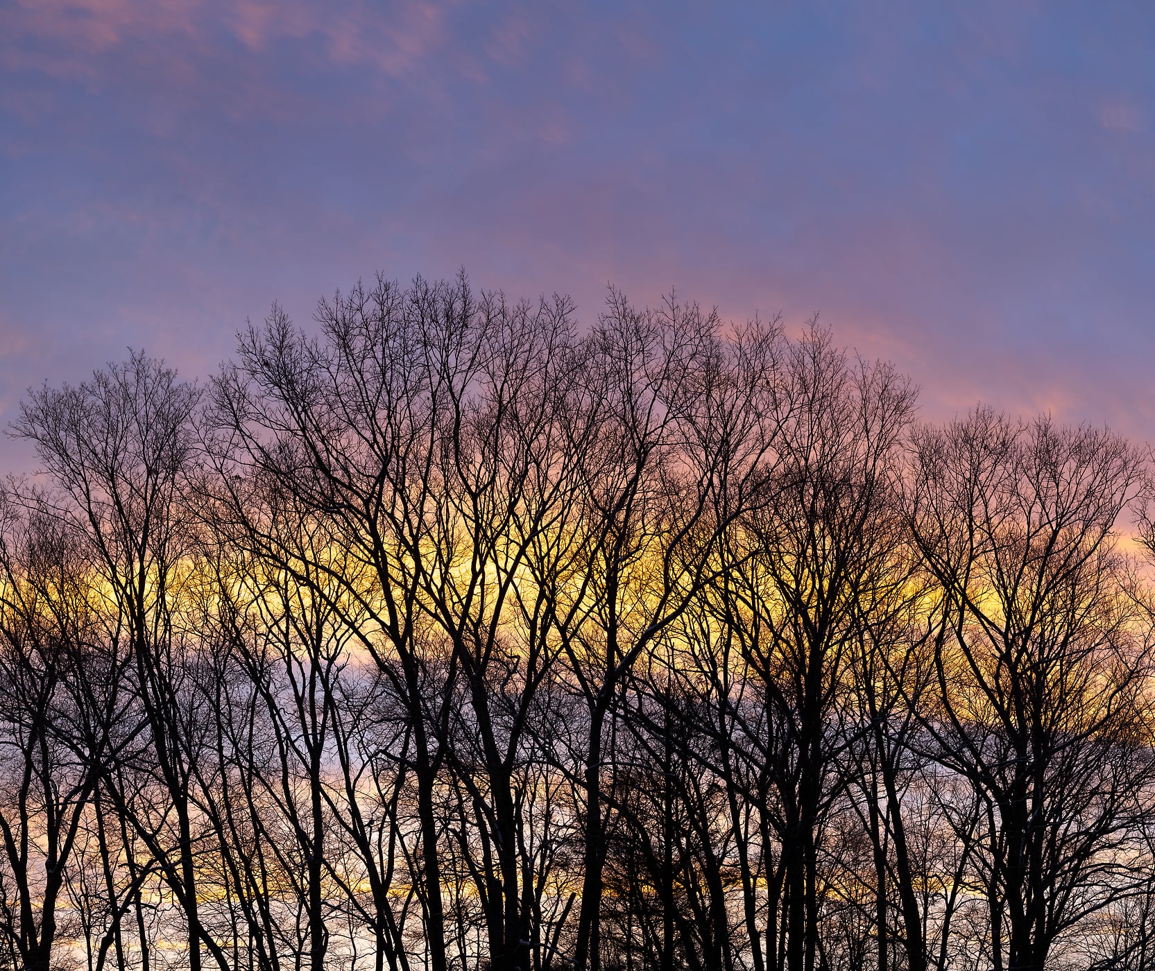 401 megapixels! A very high resolution, large-format VAST photo of silhouettes of trees at sunrise; nature photograph created by Greg Probst in Hampton Falls, New Hampshire.