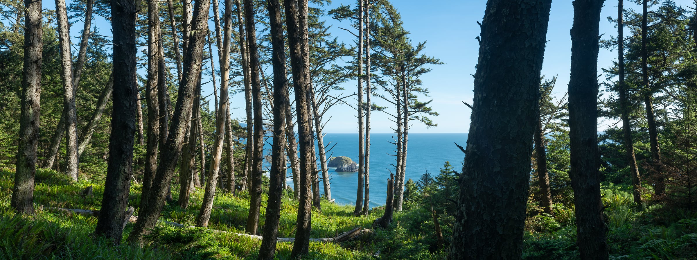 231 megapixels! A very high resolution, large-format VAST photo print of woods, trees, and the coastline; landscape nature photograph created by Greg Probst in Cannon Beach, Ecola State Park, Oregon.