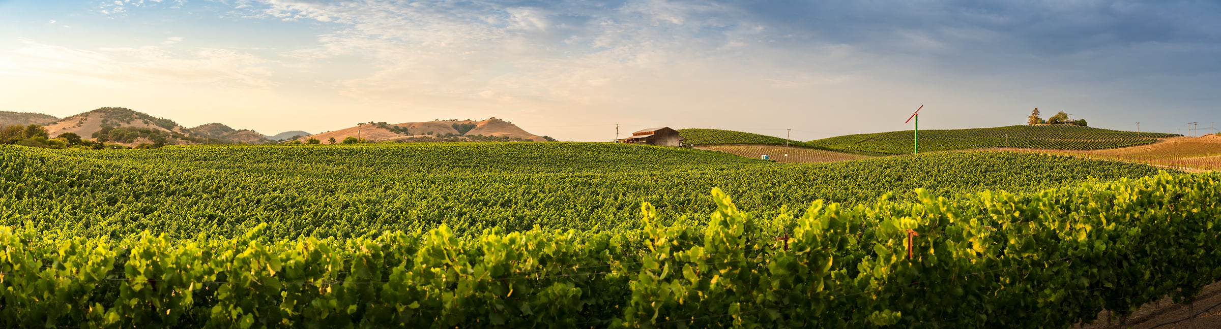 317 megapixels! A very high resolution, panorama photo print of an idyllic vineyard in Napa, California; landscape photograph created by Jeff Lewis.