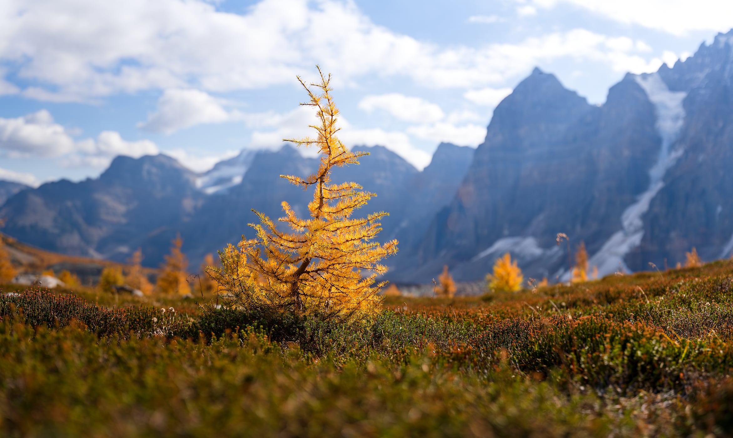 139 megapixels! A very high resolution, large-format VAST photo print of a small, determined pine tree growing in the mountains in autumn; nature photograph created by Jeff Lewis in Banff National Park, Canada.
