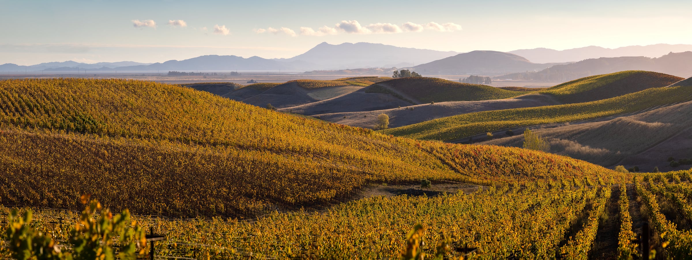 372 megapixels! A very high resolution, large-format VAST photo print of rolling hills with vineyards and mountains in the distance; landscape photograph created by Jeff Lewis in Sonoma, California.