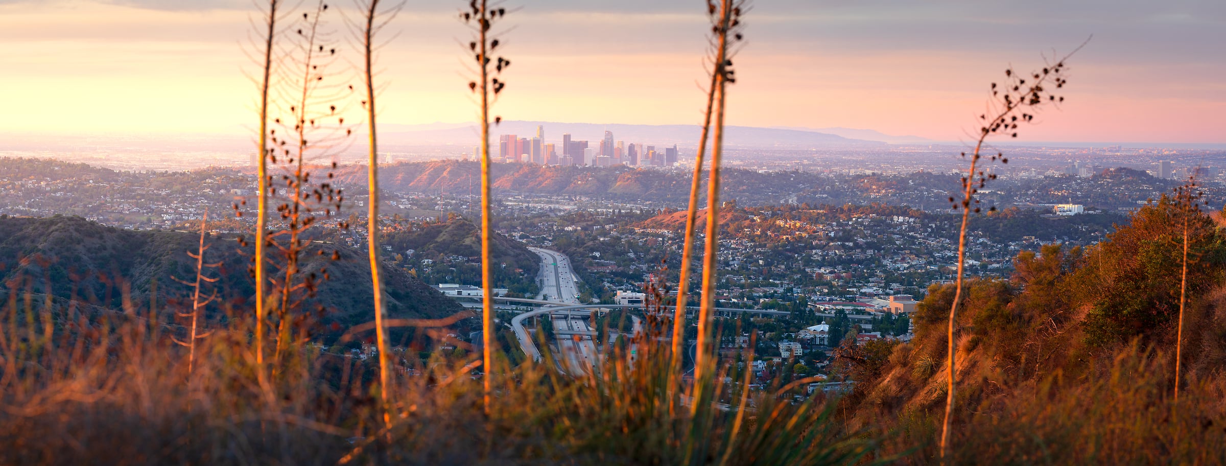 202 megapixels! A very high resolution, large-format VAST photo print of the Los Angeles skyline at sunrise with plants in the foreground; photograph created by Jeff Lewis in Los Angeles, California.