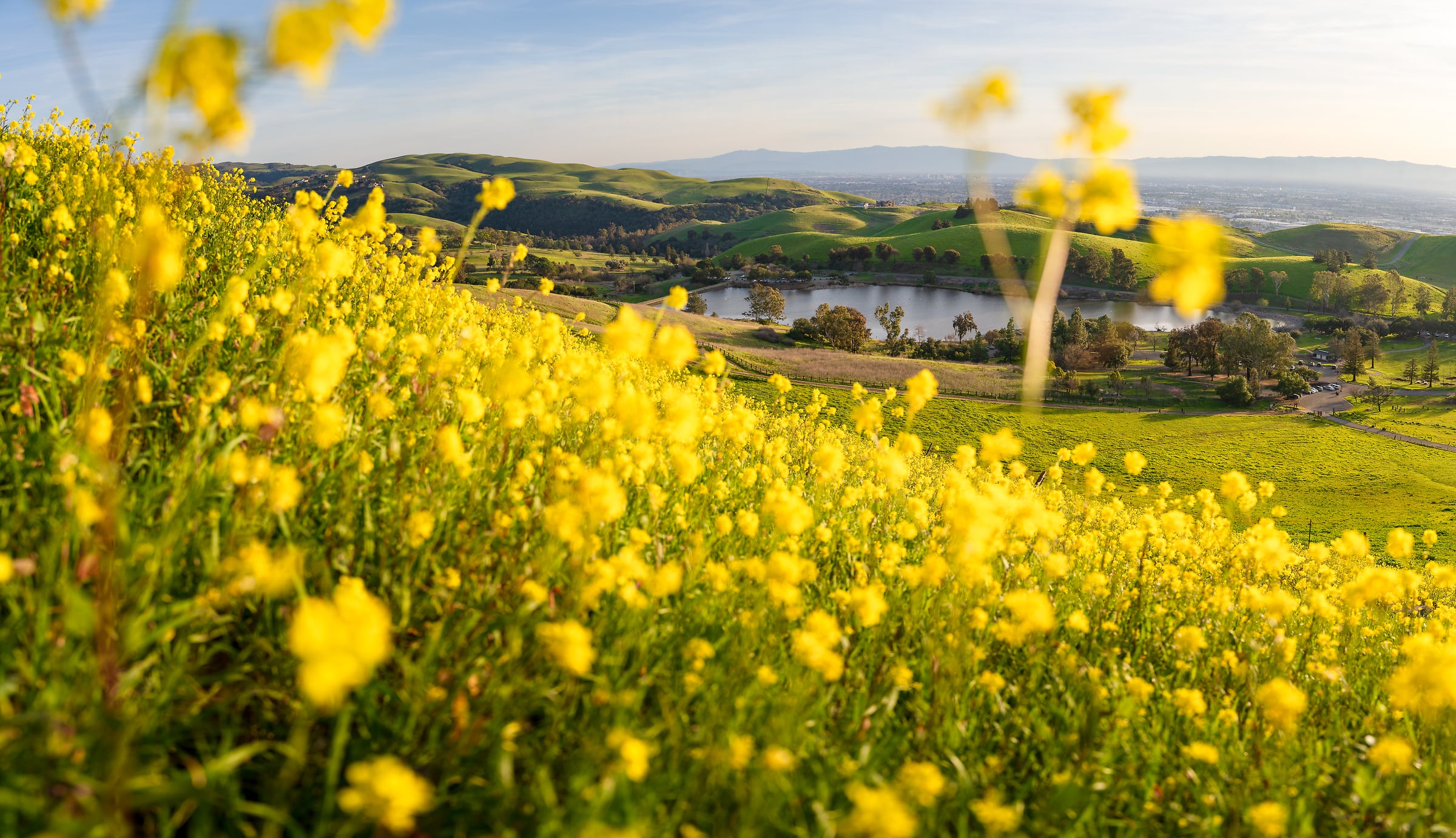 140 megapixels! A very high resolution, large-format VAST photo print of a field of spring flowers; landscape photograph created by Jeff Lewis in San Jose, California.