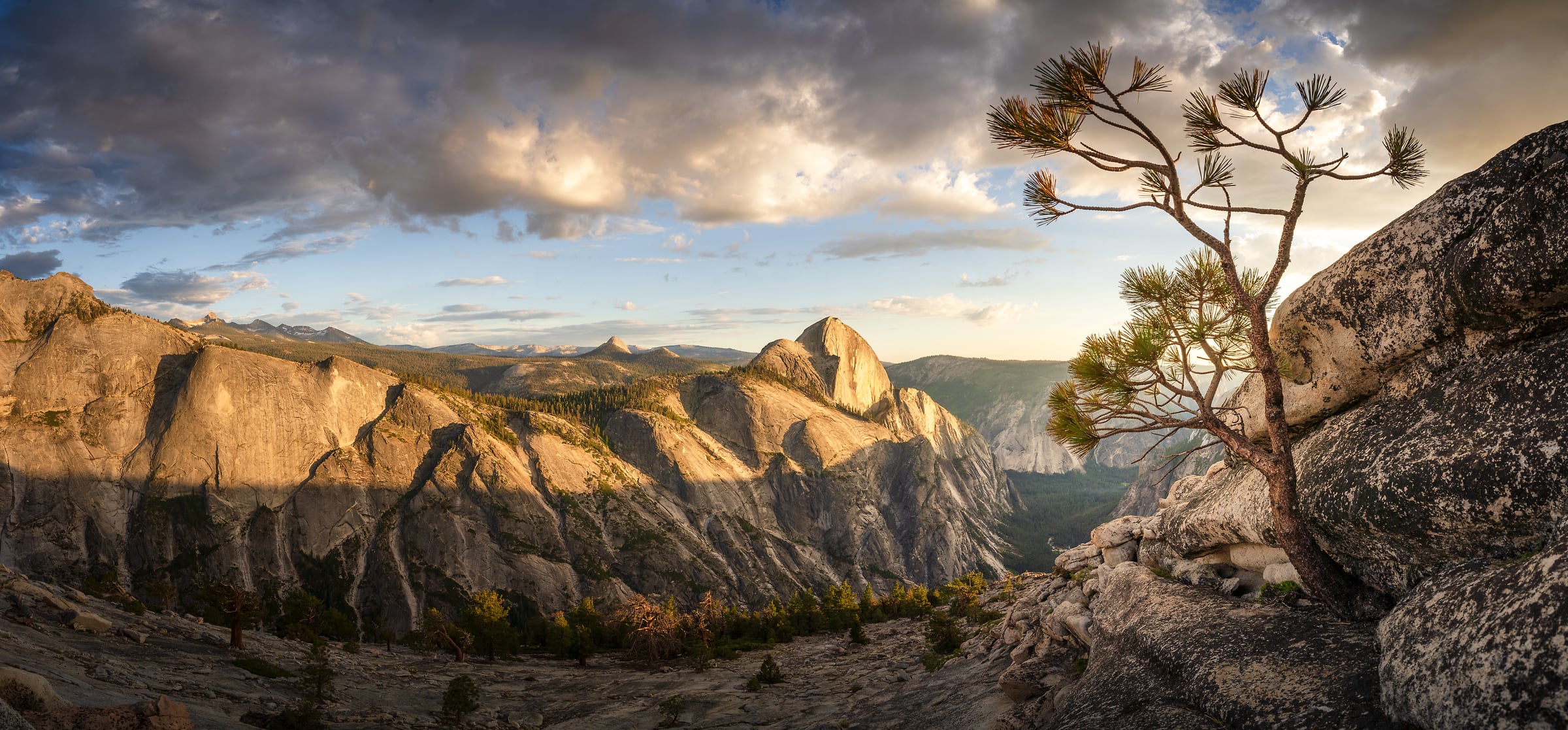 147 megapixels! A very high resolution, large-format VAST photo print of a small tree growing out of the rocks with the mountains and valleys of Yosemite National Park in the background; landscape nature photograph created by Jeff Lewis in Yosemite National Park, California.