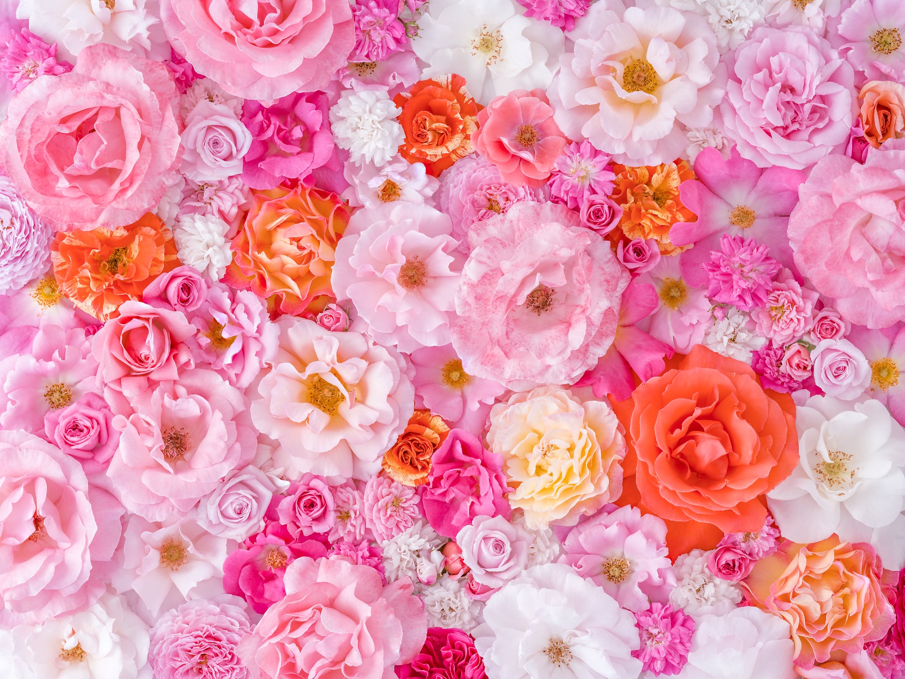 408 megapixels! A very high resolution, large-format VAST photo print of a large bouquet of pink, white, purple, and red roses; fine art photograph created by Assaf Frank.