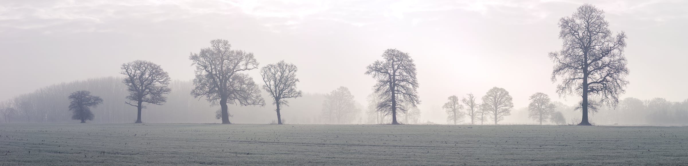 436 megapixels! A very high resolution, large-format VAST photo print of a misty forest with trees in a field; nature photograph created by Assaf Frank in Winkfield, Ascot, London, United Kingdom.