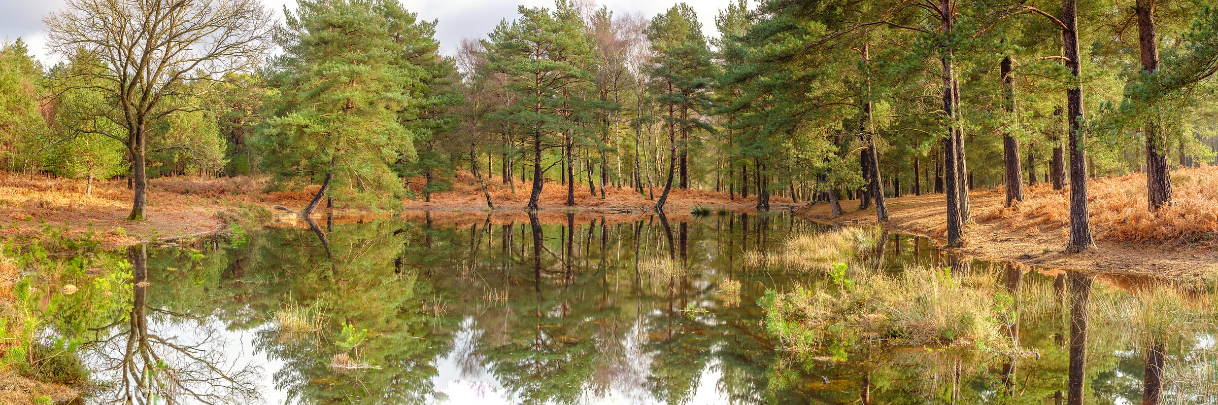 218 megapixels! A very high resolution, large-format VAST photo print of trees by a lake; nature photograph created by Assaf Frank in Basingstoke Canal, Woking, United Kingdom.