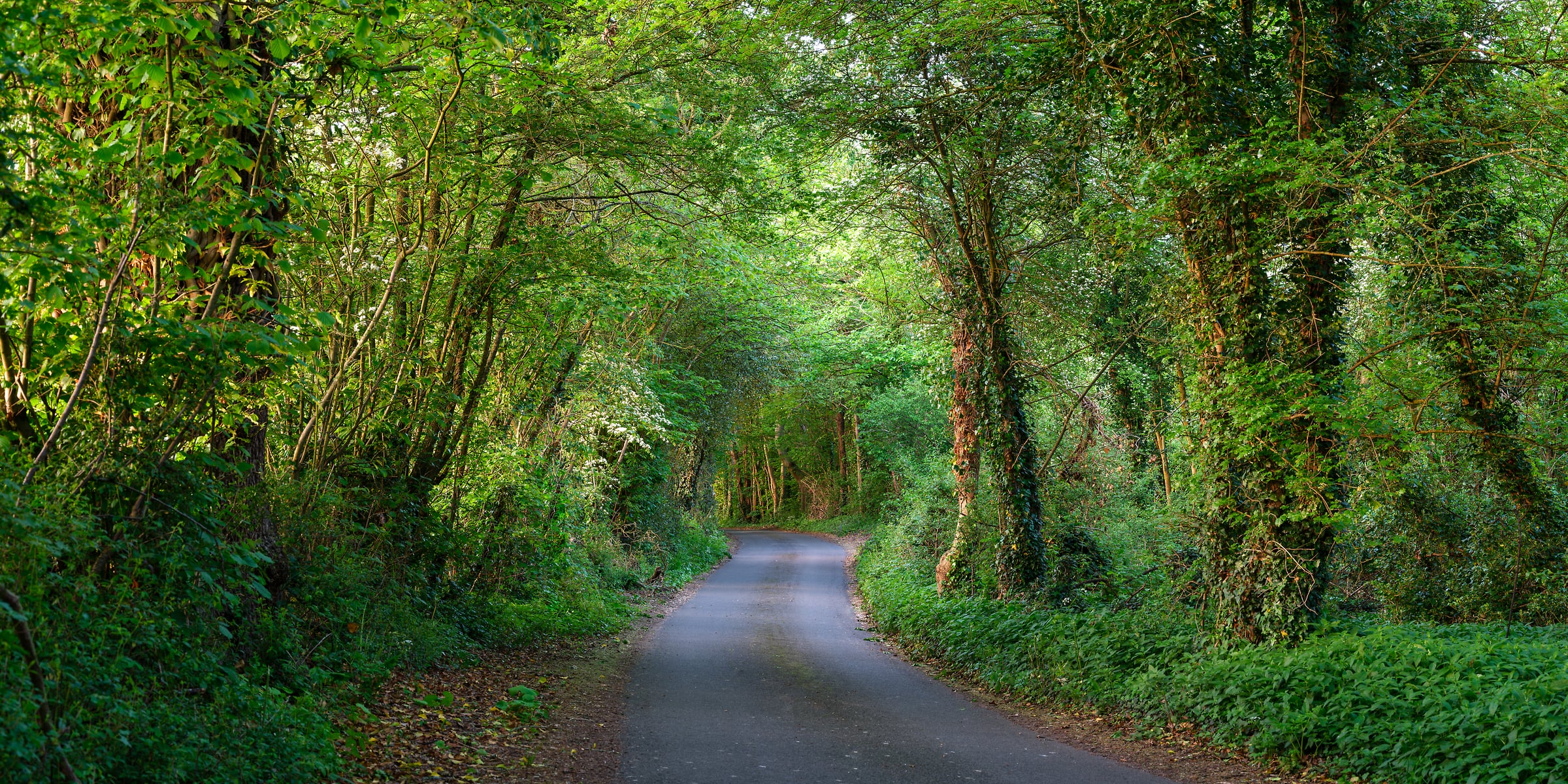 266 megapixels! A very high resolution, large-format VAST photo print of a road winding through a beautiful green forest; photograph created by Assaf Frank in Bricket Wood, St Albans, United Kingdom.