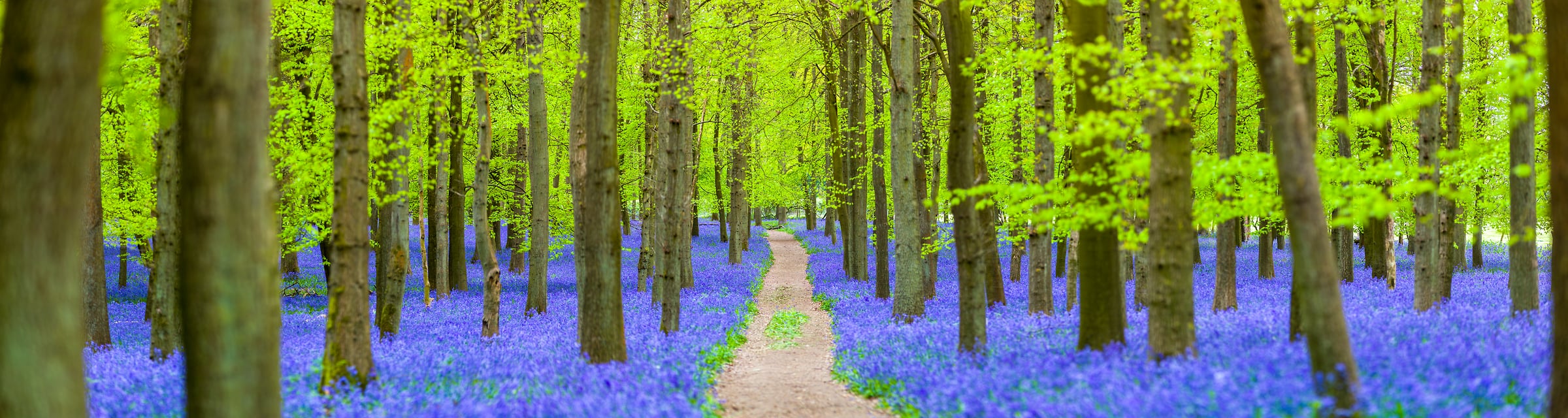 225 megapixels! A very high resolution, large-format VAST photo print of a beautiful pathway hiking trail through a forest with bluebells on the forest floor; nature photograph created by Assaf Frank in Dockey Wood, Berkhamsted, United Kingdom.