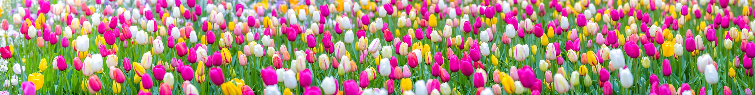 480 megapixels! A very high resolution, wallpaper photo of a field of tulip flowers; stock photo created by Assaf Frank.