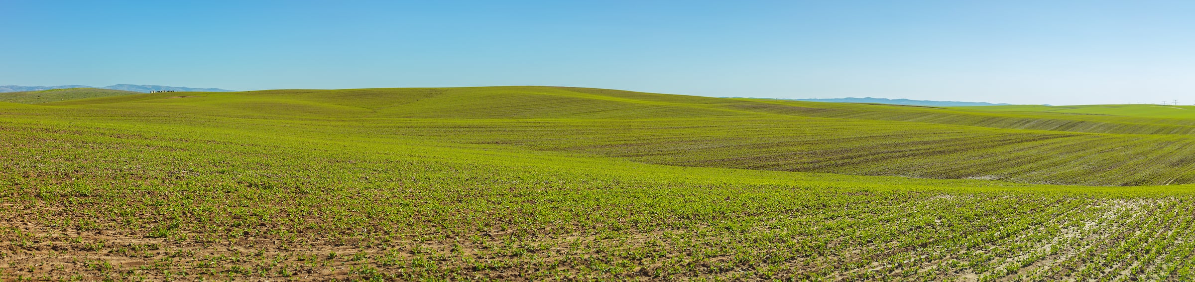 245 megapixels! A very high resolution, panorama photo of a farm field; landscape photograph created by Assaf Frank in Ahuzam, Israel.