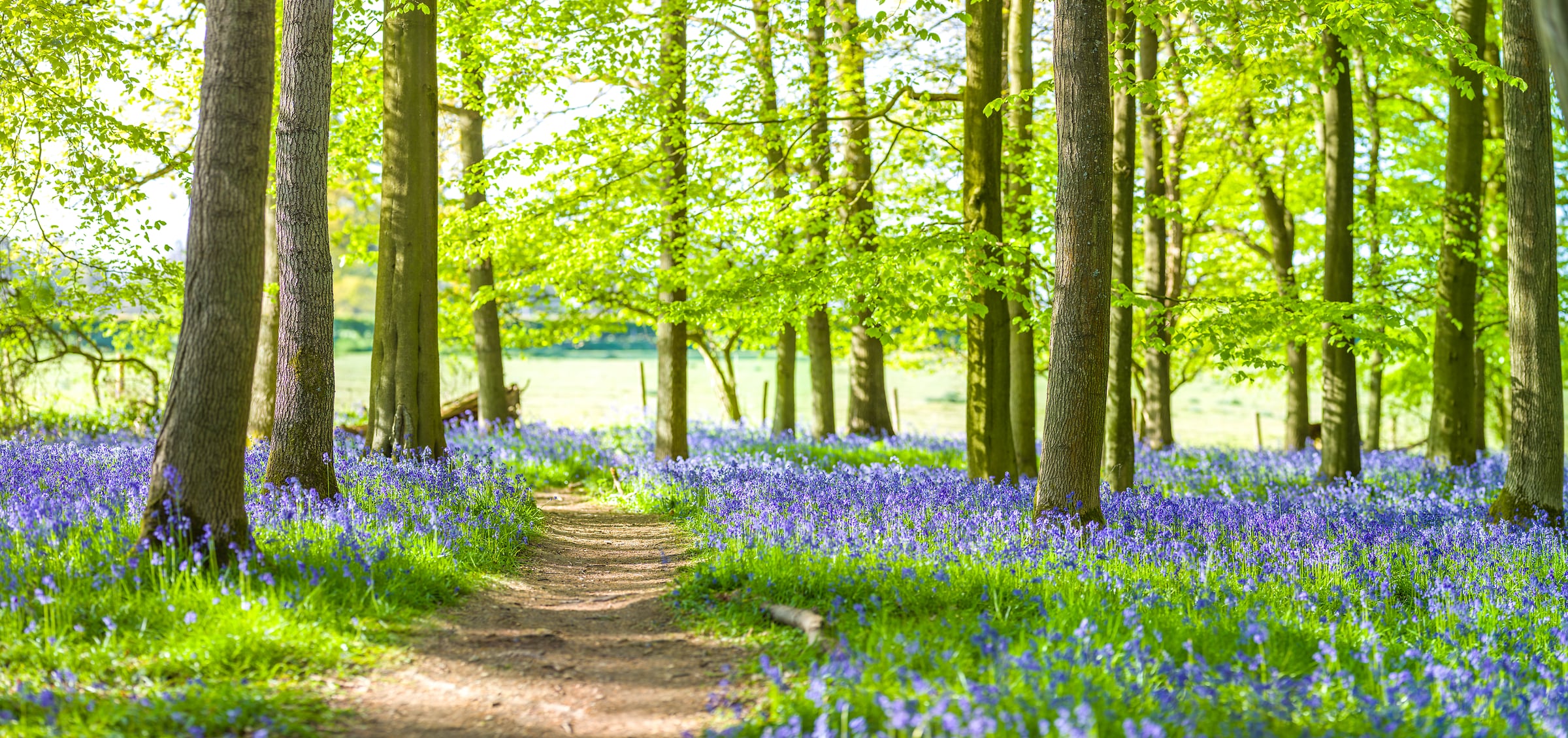 232 megapixels! A very high resolution, large-format VAST photo print of a happy pathway through a beautiful forest with bluebell flowers; nature photograph created by Assaf Frank in Dockey Wood, Berkhamsted, United Kingdom.