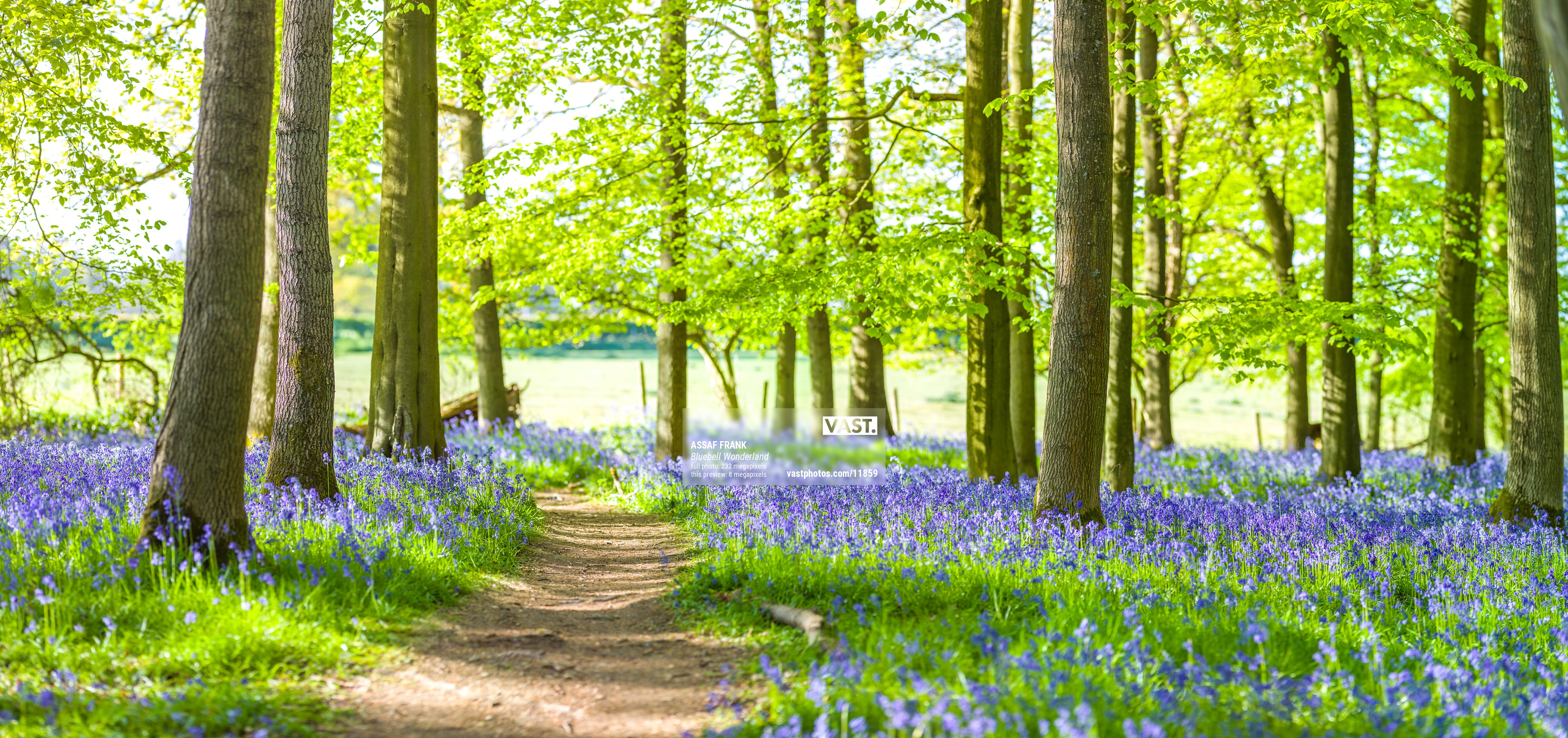 Happy forest pathway photos - Fine art prints by VAST