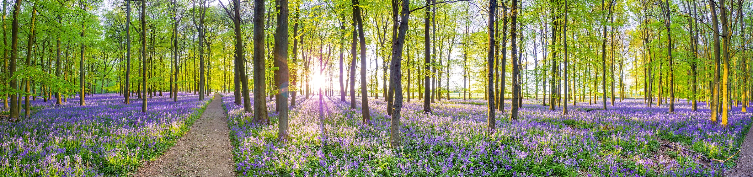 205 megapixels! A very high resolution mural photo of a beautiful forest at sunset with bluebell flowers on the ground and the sun streaming through the trees; panorama nature photograph created by Assaf Frank in Dockey Wood, Berkhamsted, United Kingdom; available to be licensed for download.