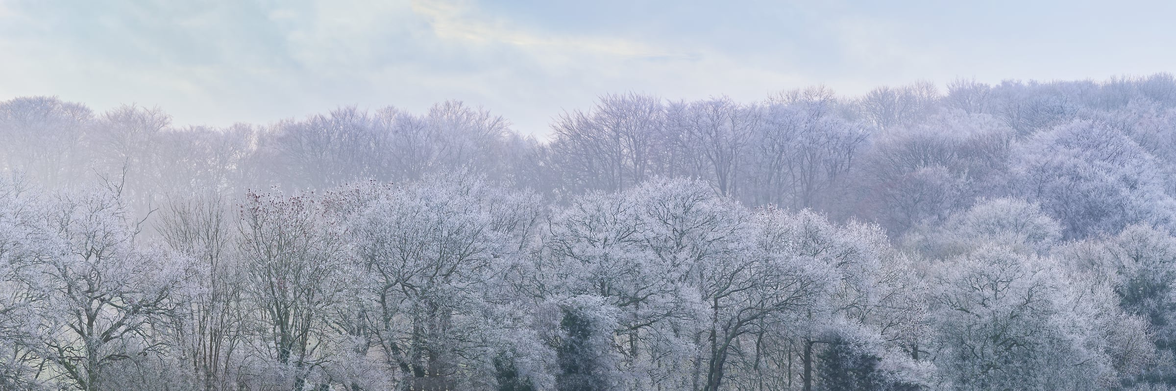 281 megapixels! A very high resolution, large-format VAST photo print of the treetops of woods covered in snow resulting in an ethereal feeling; fine art photograph created by Assaf Frank in Hook, Yorkshire, United Kingdom.