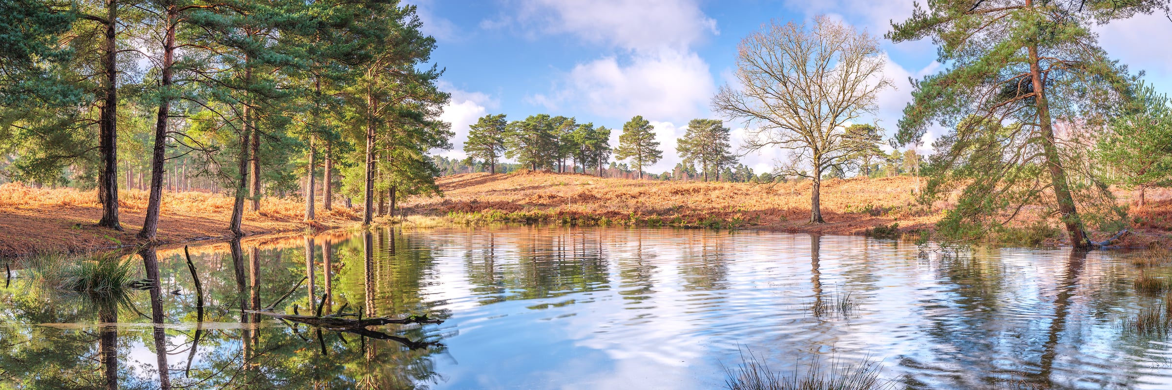 216 megapixels! A very high resolution, large-format VAST photo print of a calming water pond photo; nature photograph created by Assaf Frank in Pirbright, Woking, United Kingdom.