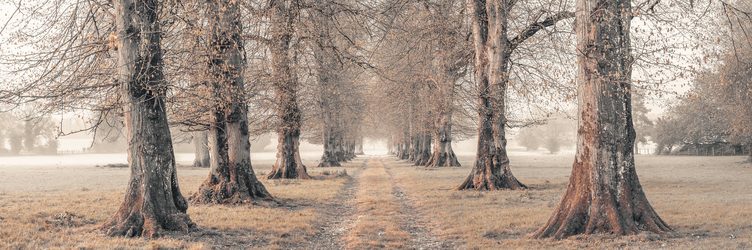 223 megapixels! A very high resolution, large-format VAST photo print of a road traveling between rows of trees; photograph created by Assaf Frank in Grittleton, Chippenham, United Kingdom.