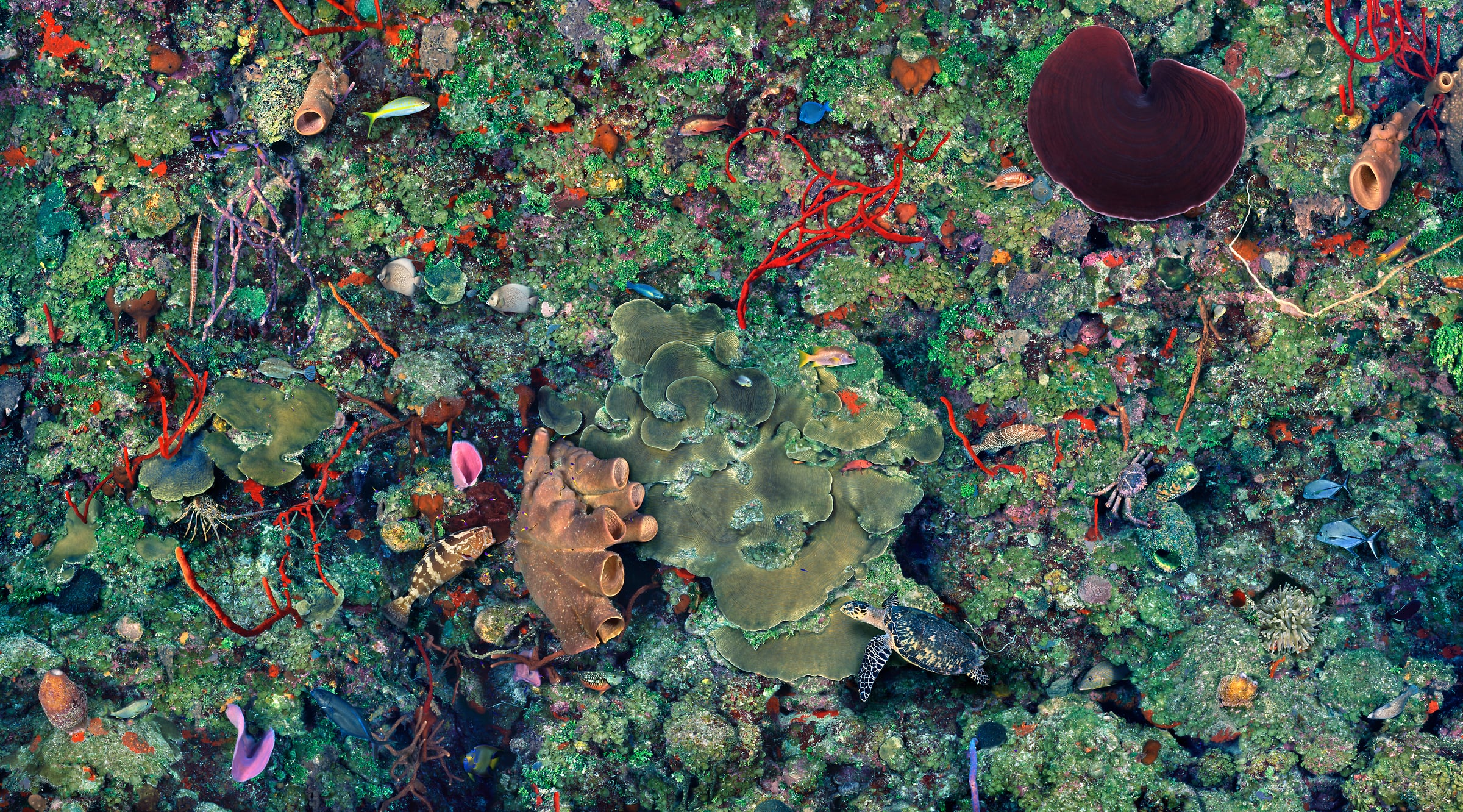 1,035 megapixels! A very high resolution, large-format VAST photo of a colorful coral reef wall with coral and fish; underwater photograph created by Jim Hellemn in Bloody Bay Marine Park,  Little Cayman Island, Cayman Islands.