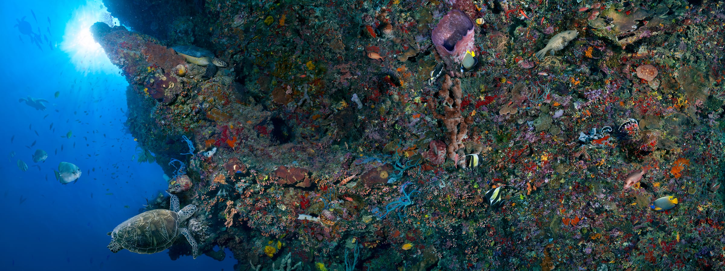 180 megapixels! A very high resolution, large-format VAST photo print of sea turtles underwater with a coral reef wall and fish; underwater ocean photograph created by Jim Hellemn in Turtle Tomb Cave, Sipadan, Malaysia.